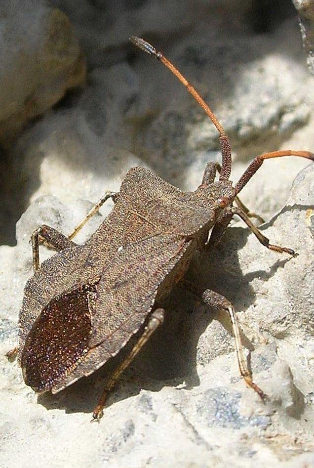 Coreus marginatus